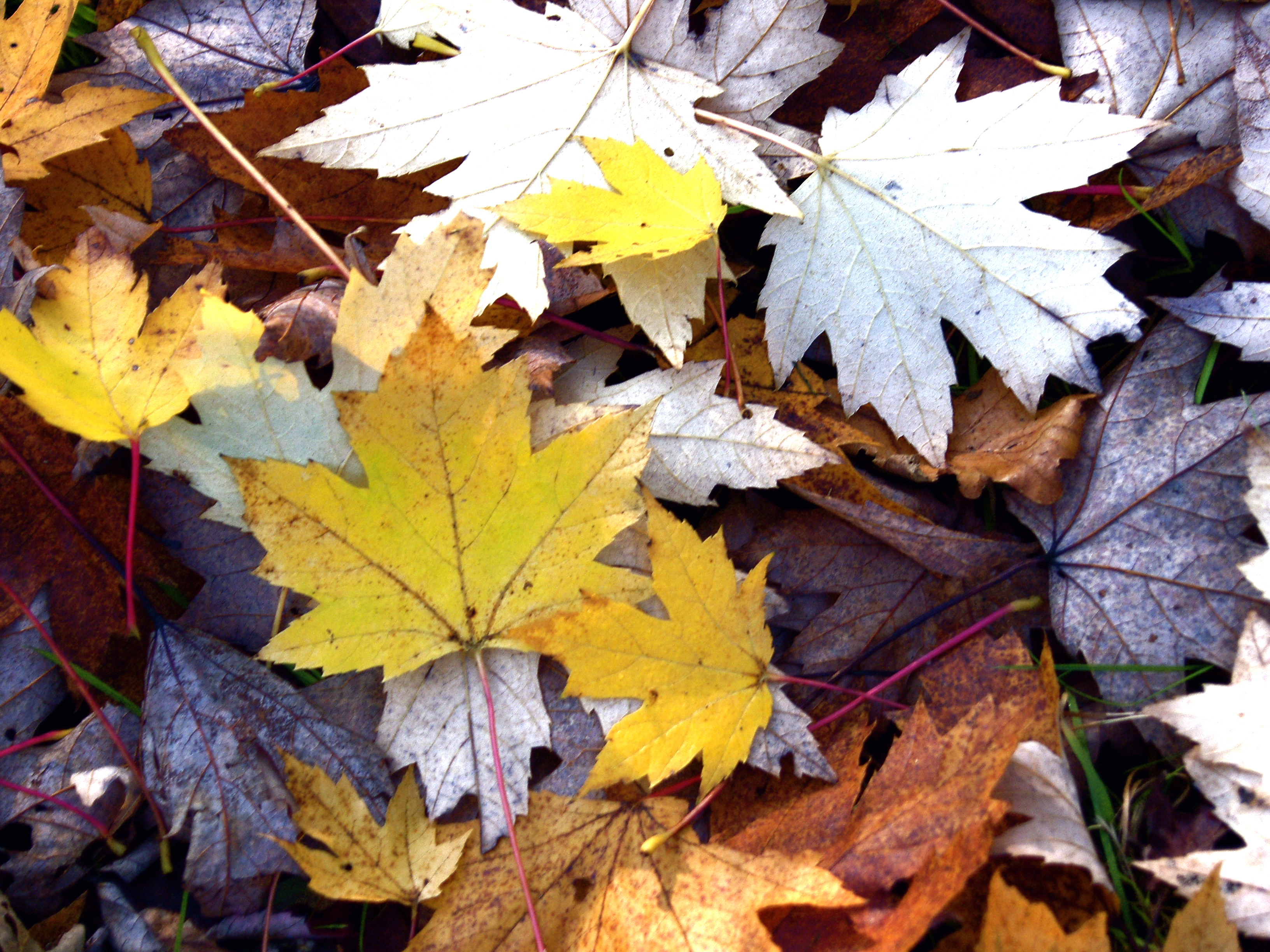 Forest Floor